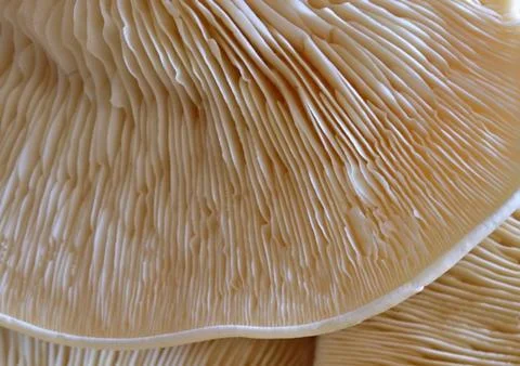 White mushroom underside close up Stock Photos