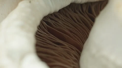 White Mushroom underside gills macro close up presentation slowly rotating .. Stock Footage 344690532