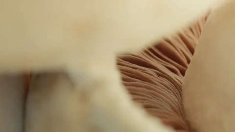 White Mushroom underside gills macro close up presentation slowly rotating .. Stock Footage 344690682