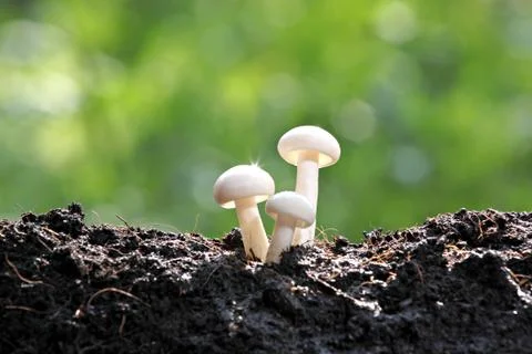 White mushrooms in the backyard with the reflection. Stock Photos