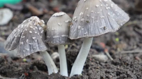 White mushrooms cluster growing Stock Footage 319928030
