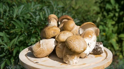 White mushrooms collected in the forest. Video stock 66345746