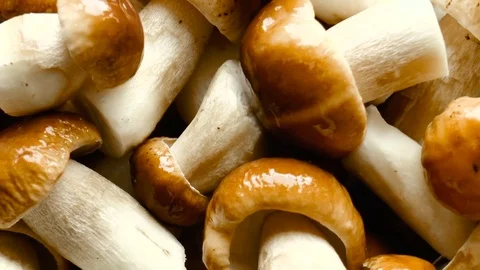 White mushrooms Stock Footage 78312017