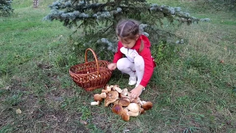 White mushrooms Stock Footage 80111232