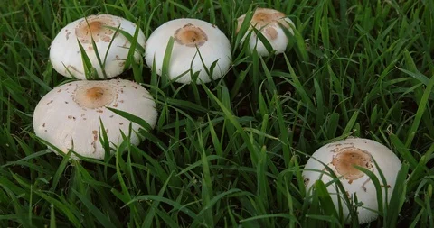 White Mushrooms Stock Footage 110824016