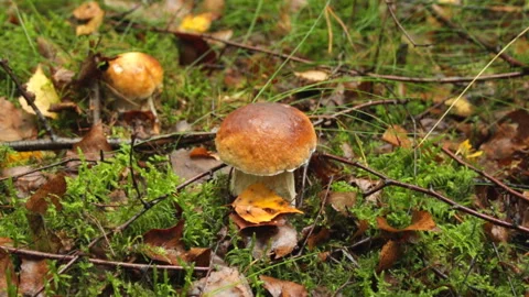 White mushrooms in the forest 動画素材 145410100