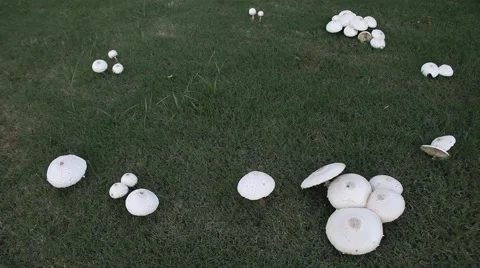 White mushrooms in grass. Stockbeeldmateriaal 66715137