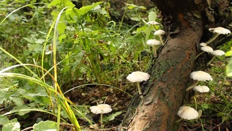 White mushrooms growing on tree trunk Stock Footage 224954685