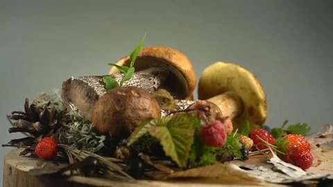 White mushrooms lie on a tree bark Stock Footage 77714775