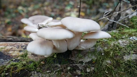 White Mushrooms on a log in the forest Vídeo Stock 141765816