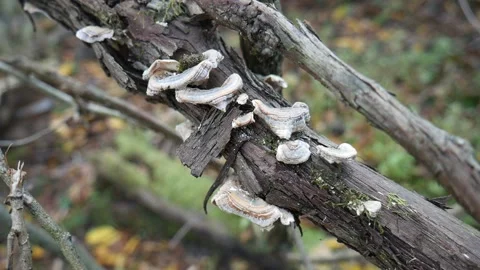 White Mushrooms on a log in the forest 스톡 동영상 141765840