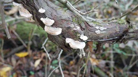 White Mushrooms on a log in the forest Vídeo Stock 141765844