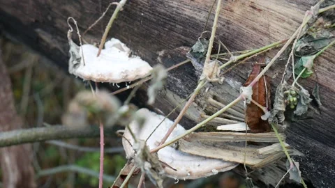 White Mushrooms on a log in the forest Vídeo Stock 141765919