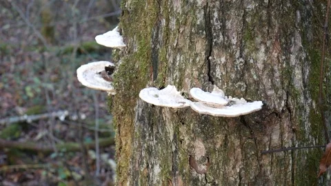 White Mushrooms on a log in the forest 스톡 동영상 141765942