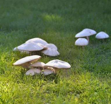 White mushrooms Stock Photos