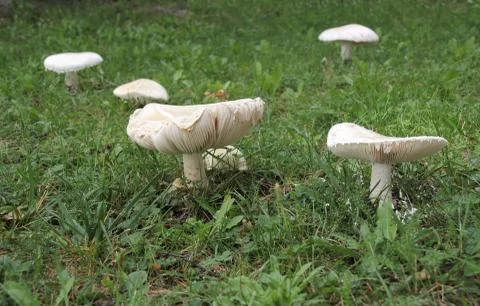 White mushrooms Stock Photos