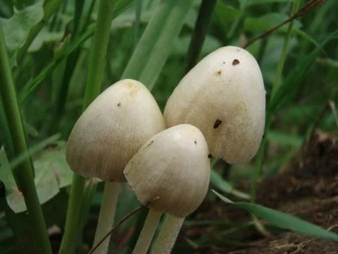 White mushrooms Foto stock