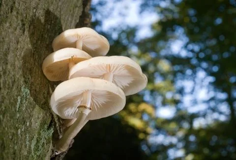 White mushrooms Stock Photos