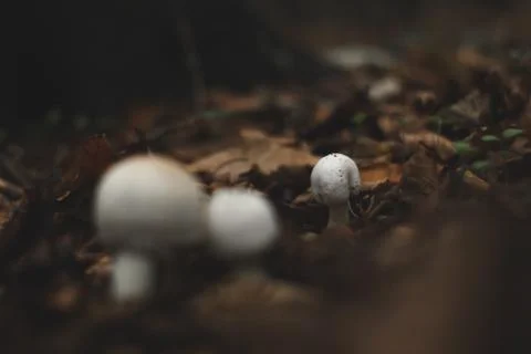 White Mushrooms, small and tiny in autumn leaves Stock Photos