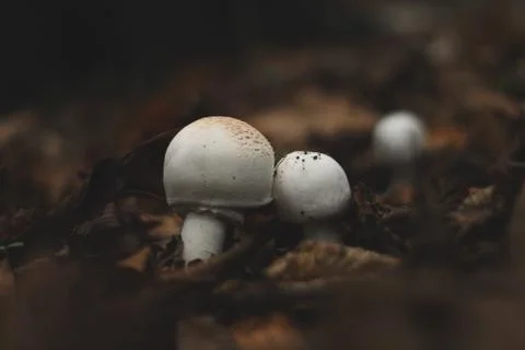 White Mushrooms, small and tiny in autumn leaves Stock Photos