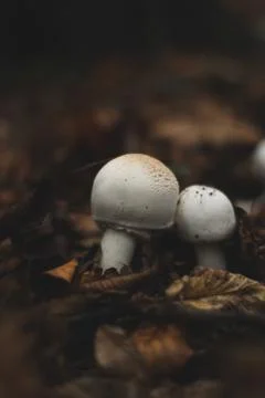 White Mushrooms, small and tiny in autumn leaves Stock Photos