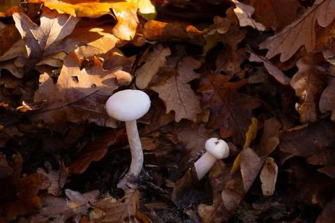 White Mushrooms, small and tiny, autumn fall day, leaves, moss Stock Photos