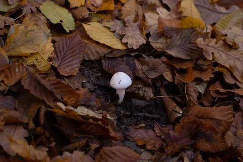 White Mushrooms, small and tiny, autumn fall day, leaves, moss Stock Photos