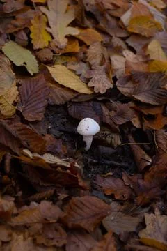 White Mushrooms, small and tiny, autumn fall day, leaves, moss Stock Photos