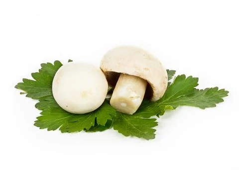 White mushrooms on white background Stock Photos
