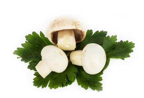 White mushrooms on white background Stock Photos