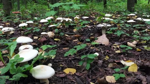 White mushrooms in the woods Video stock 94472920
