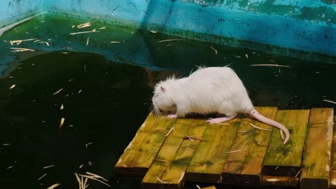 White muskrat Stock Footage 137655290