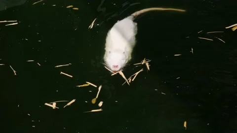 White muskrat Stock Footage 137655598