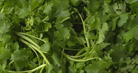 White mustard greens as a background. Видео 336725564