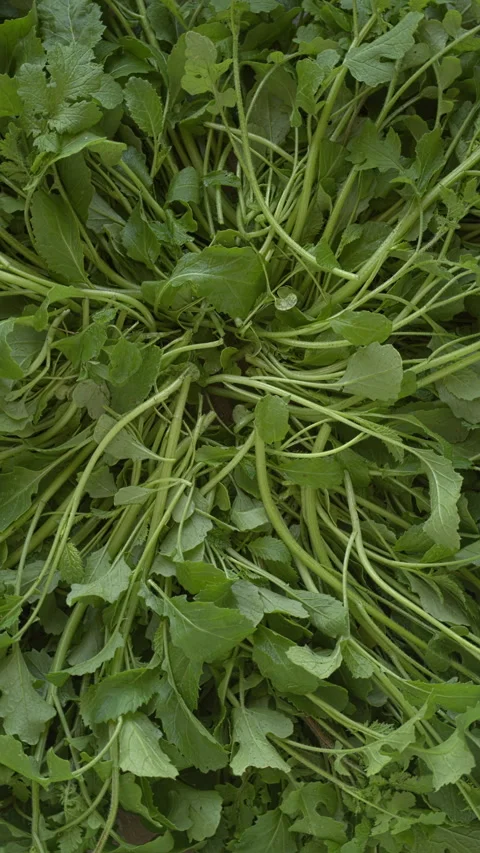 White mustard greens background texture.  Top view. Vertical video. Video stock 310624851