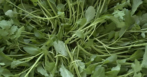 White mustard greens background texture.  Top view. Stock Footage 310624950