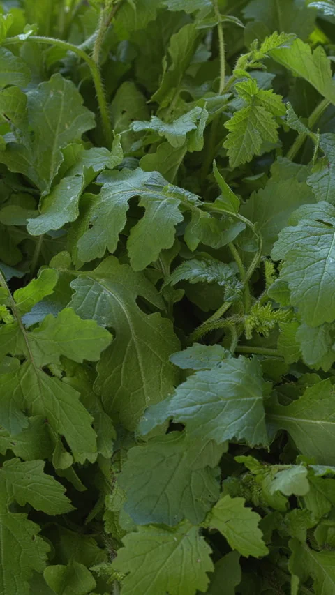 White mustard greens background texture.  Vertical video. Stock Footage 311051987