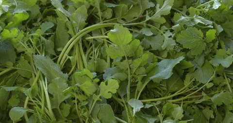 White mustard greens background texture. Stock Footage 311052057