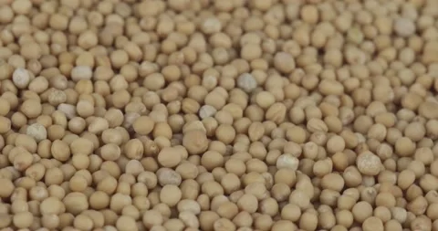 White mustard seeds closeup rotating Stock Footage 168732425