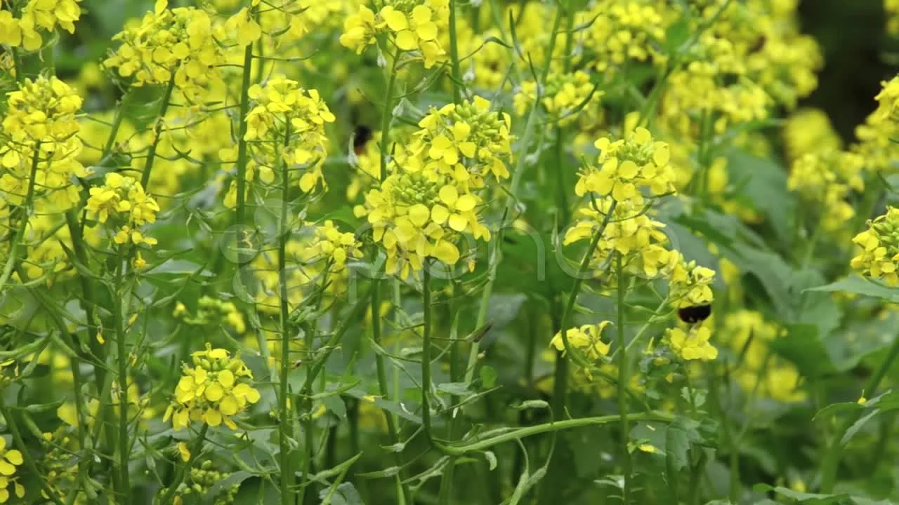 brassica alba