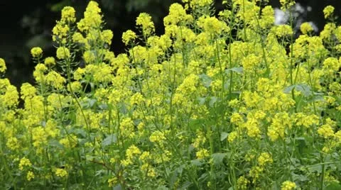 White mustard (Sinapis alba) Stock Footage 14829269
