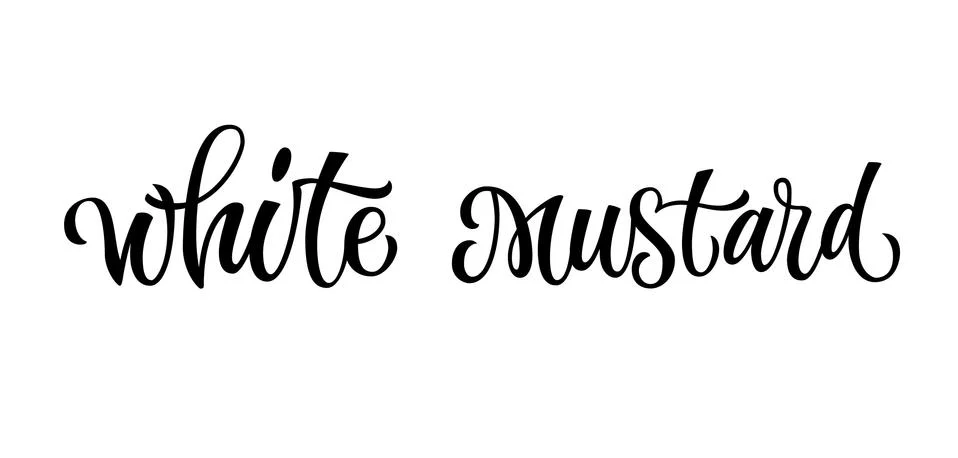 White mustard - vector hand drawn calligraphy style lettering word. Stock Illustration