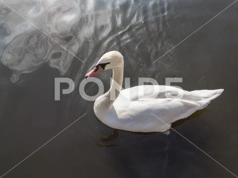 White Mute Swan, Cygnus olor, Swimming Stock Photos