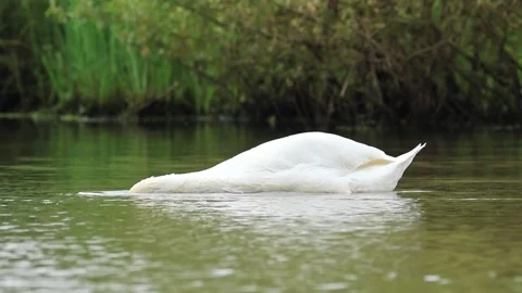 White mute swan in the lake, pretty swan swims in the pond Stock Footage 286731053