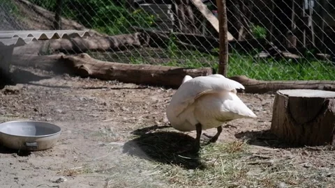 White mute swan lying down on hay in a farm pen Видео 337032645