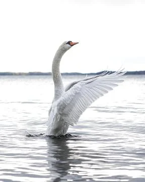 White Mute Swan Stock Photos
