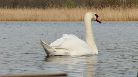 White mute swan swims in the lake against the background of dry reeds and fo Vídeos de archivo 270508564