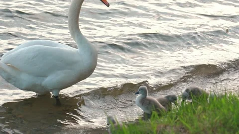 White mute swan watching over cygnets at lake shore Vidéo 322669666