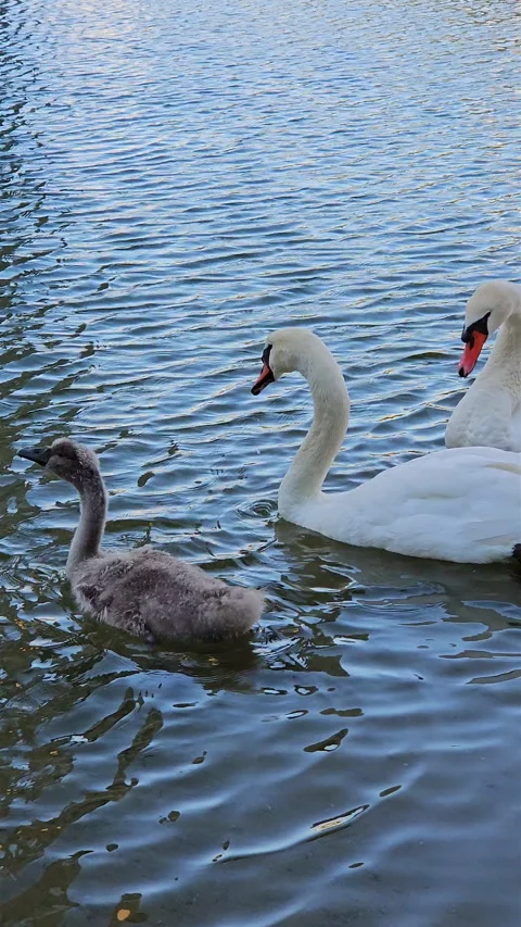 White mute swans with fluffy grey cygnet swimming in lake. Stock Footage 339979746