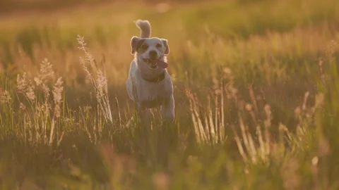 A white mutt joyfully runs across a meadow Video stock 304587910
